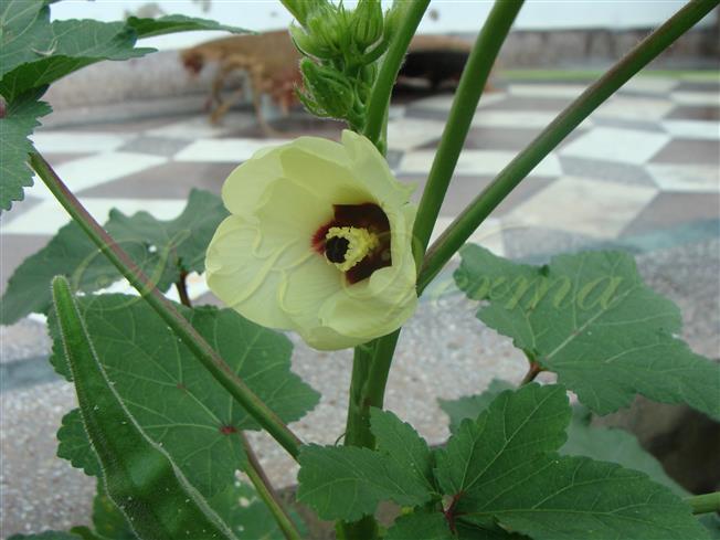  Flower